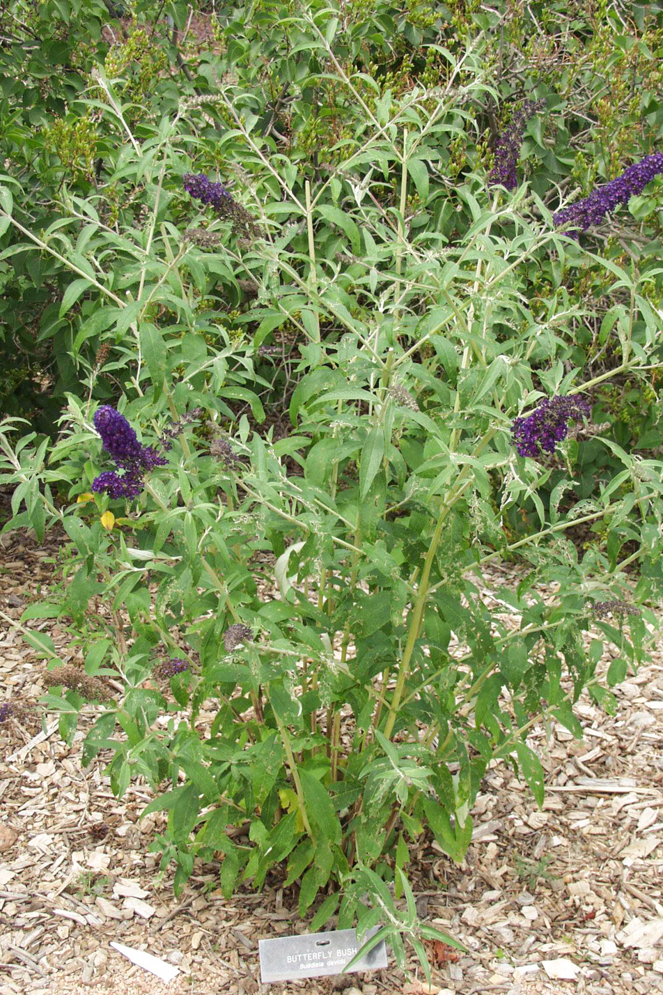 Butterfly Bush